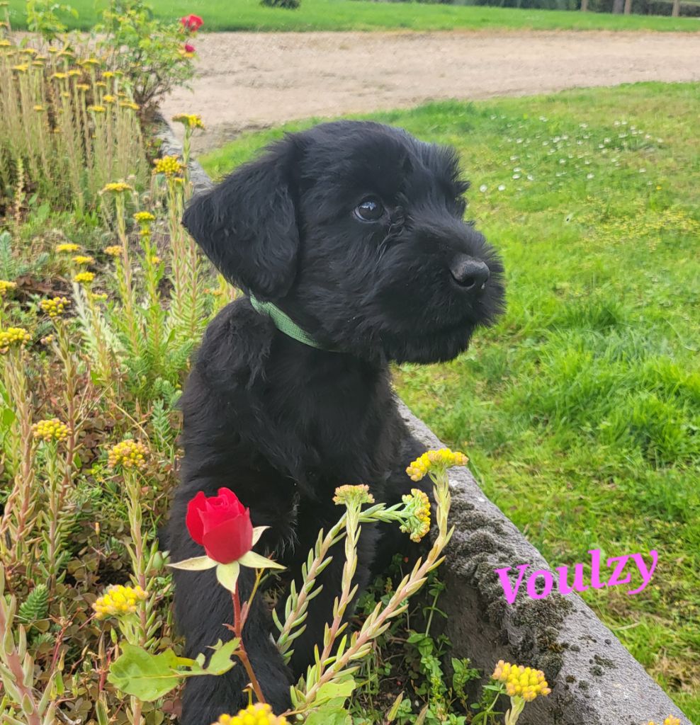 du clos des galinettes - Chiot disponible  - Schnauzer Geant