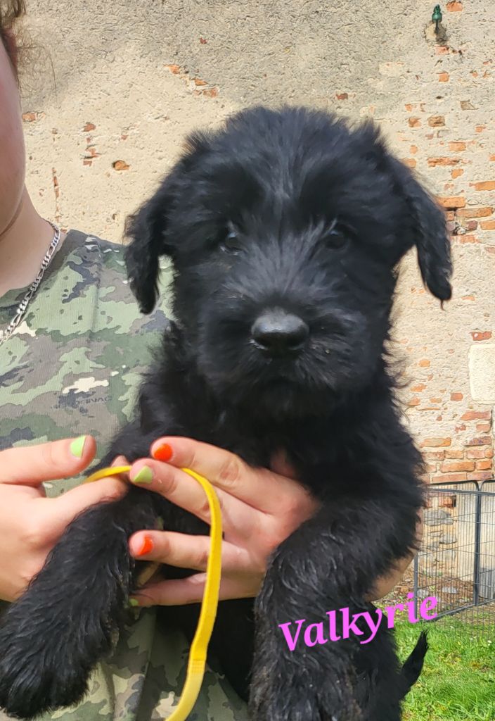 du clos des galinettes - Chiot disponible  - Schnauzer Geant