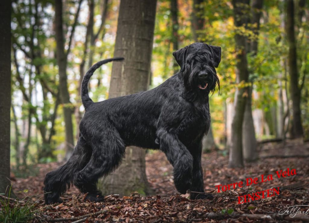 Chiot Schnauzer Geant du clos des galinettes