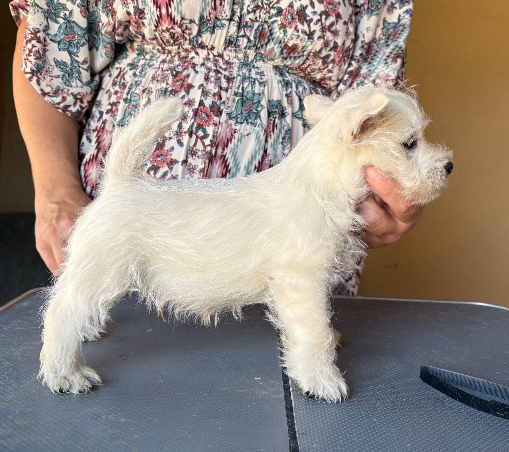 du clos des galinettes - Chiots disponibles - West Highland White Terrier
