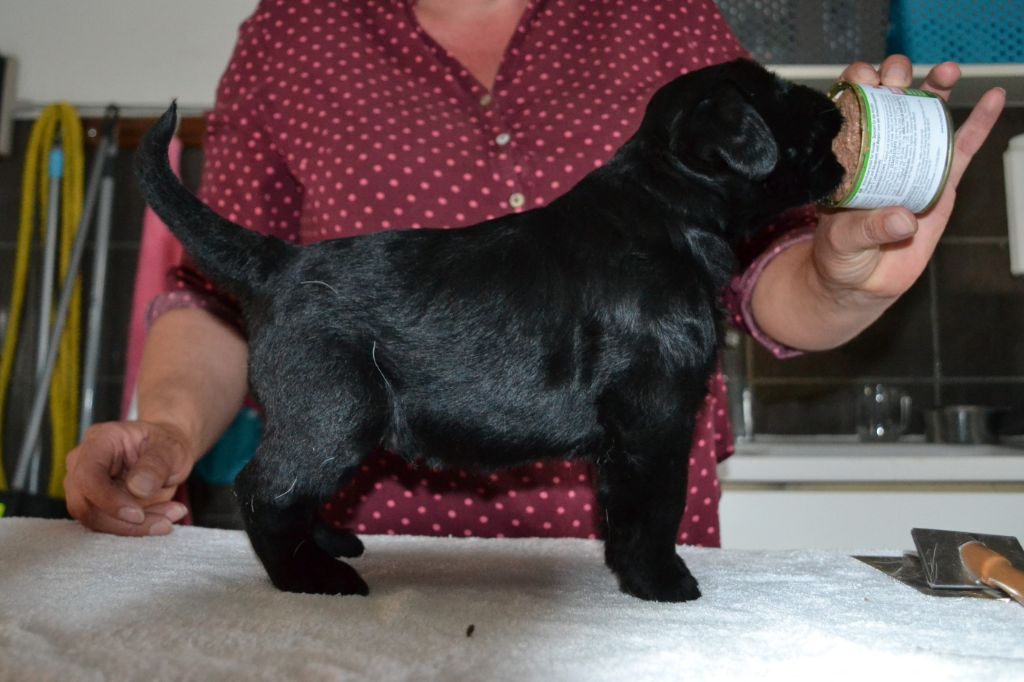 du clos des galinettes - Schnauzer Geant - Portée née le 22/04/2018